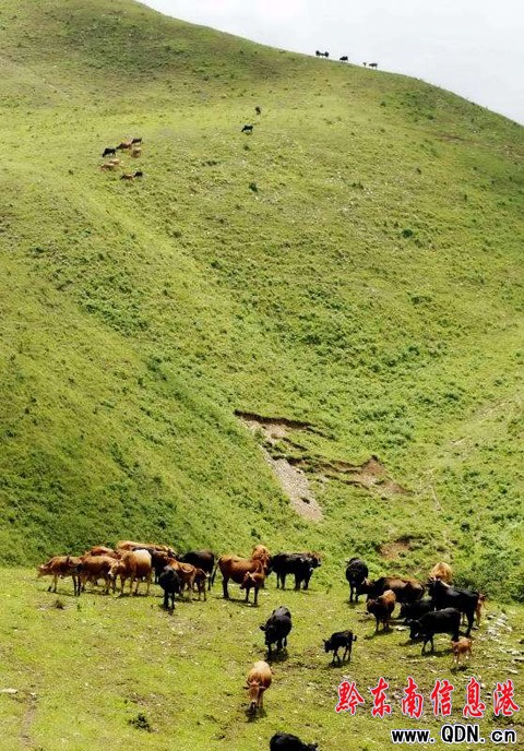 臺江:萬畝草場“放敞牛”(組圖)
