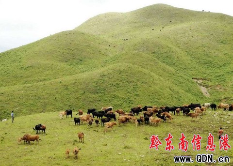 臺江:萬畝草場“放敞牛”(組圖)