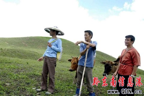 臺江:萬畝草場“放敞牛”(組圖)