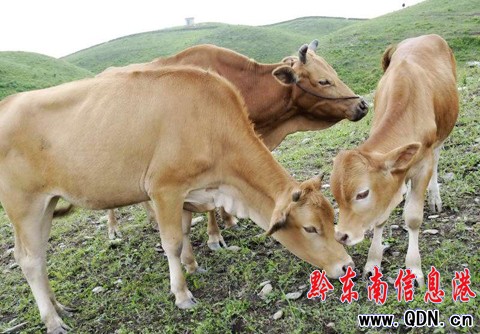 臺江:萬畝草場“放敞牛”(組圖)