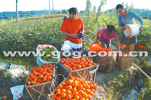 發(fā)展蔬菜種植 農(nóng)民增收致富(圖)