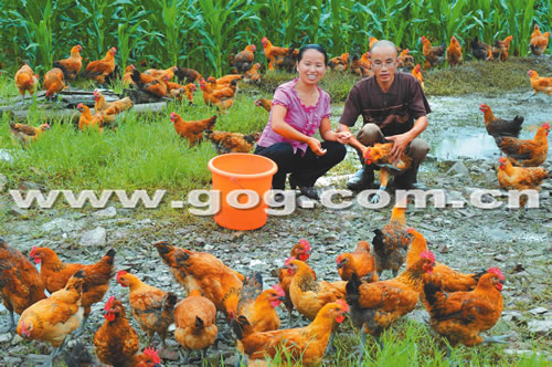 ���ӷ��l(xi��ng)�r���B(y��ng)�u�¸�