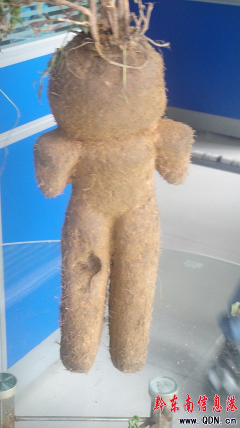 凱里驚現人形植物 有人說是千年何首烏(圖)