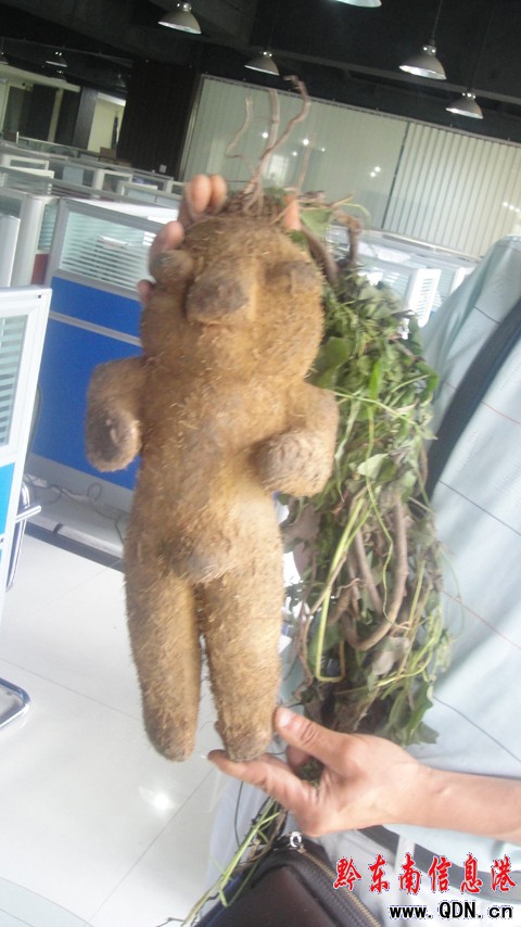 凱里驚現人形植物 有人說是千年何首烏(圖)