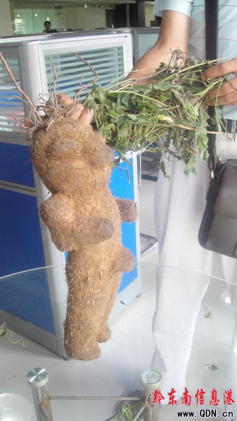 凱里驚現人形植物 有人說是千年何首烏(圖)