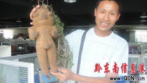 凱里驚現人形植物 有人說是千年何首烏(圖)