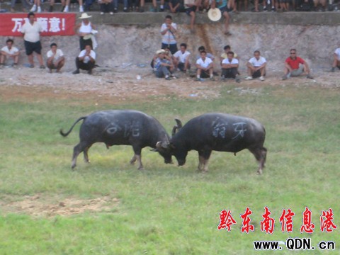 �P�ﶷţِ���_��Ļ ���ʽ�����ݑc�I�Y���D��