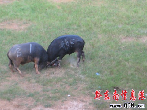 �P�ﶷţِ���_��Ļ ���ʽ�����ݑc�I�Y���D��