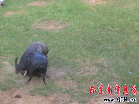 �P�ﶷţِ���_��Ļ ���ʽ�����ݑc�I�Y���D��