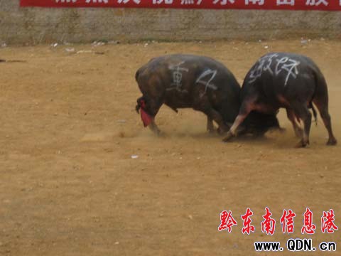 ǭ�|������ţ��δ�^��݆ �~�ʡ��Ϳۡ��Z�����D��