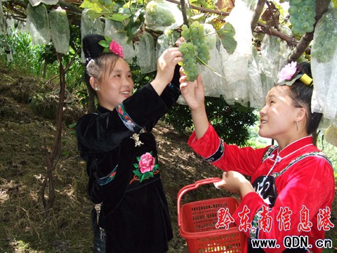 “望天田”變成了“聚寶盆”(圖)