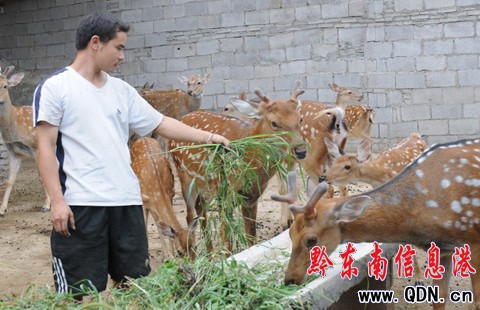 苗族青年創辦全州首家梅花鹿家庭養殖場(圖)