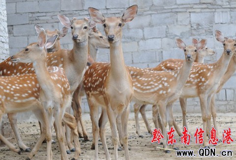 苗族青年創辦全州首家梅花鹿家庭養殖場(圖)