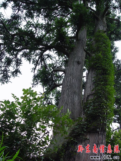 百歲“杉樹王”隱居深山苗寨旁(組圖)