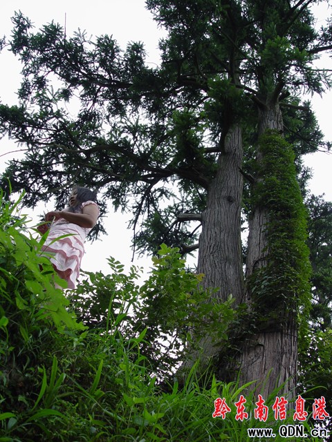 百歲“杉樹王”隱居深山苗寨旁(組圖)