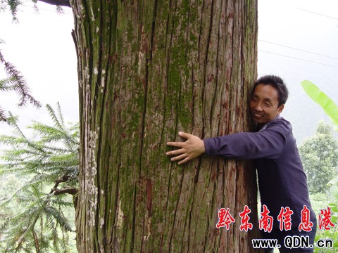 百歲“杉樹王”隱居深山苗寨旁(組圖)