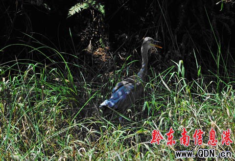 �׹�ɽ��Ȼ���o�^�������n���Św��Ȼ���D��