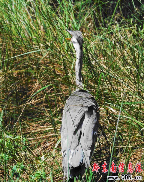 �׹�ɽ��Ȼ���o�^�������n���Św��Ȼ���D��