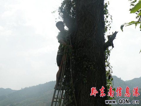 千年古樹搖搖欲墜 危及村民安全(組圖)