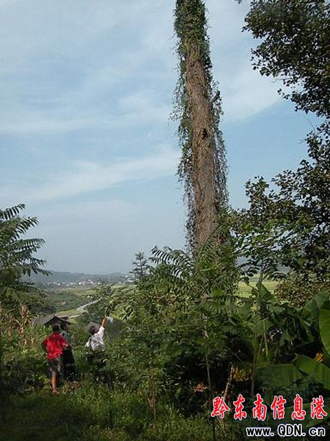 千年古樹搖搖欲墜 危及村民安全(組圖)