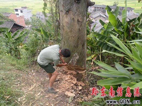 千年古樹搖搖欲墜 危及村民安全(組圖)