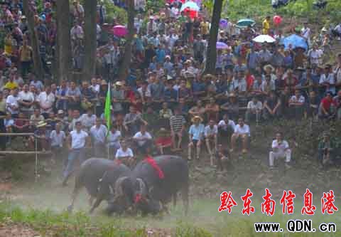 貴州省侗族地區(qū)傳統(tǒng)歌會(huì)“趕歌節(jié)”開幕(圖)