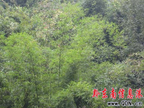 杉木河仙境 人類疲憊心靈的最后家園(圖)