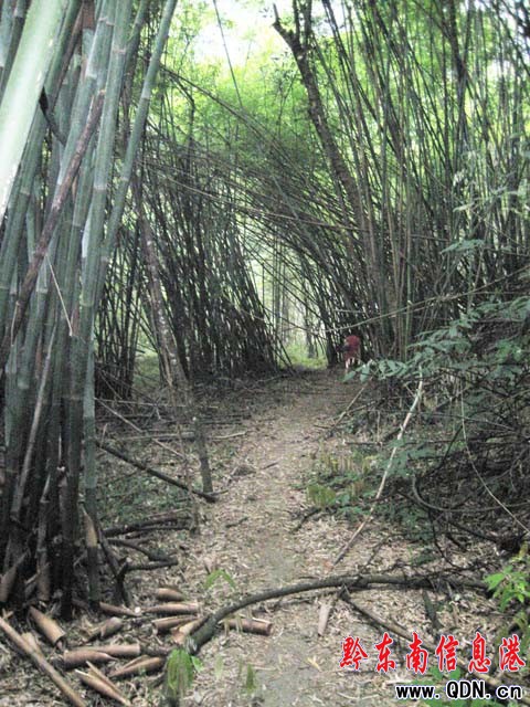 杉木河仙境 人類疲憊心靈的最后家園(圖)
