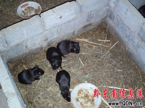 ���l���ꄓ�I������ �l���¸���