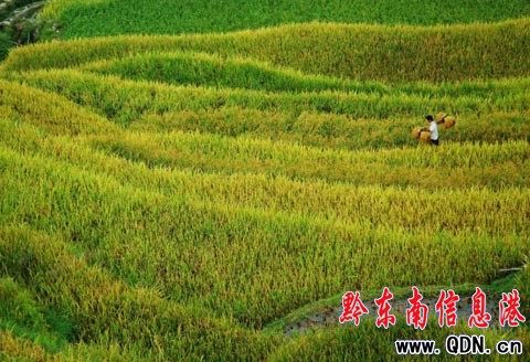 ����ɽ�^�����ļӰ�������ɫ���M�D��