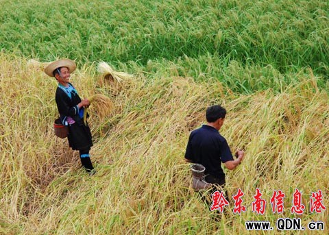 ����ɽ�^�����ļӰ�������ɫ���M�D��