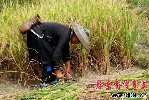 ����ɽ�^�����ļӰ�������ɫ���M�D��