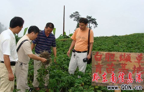 種纈草喜獲豐收 劍河農民將創收480萬(圖)