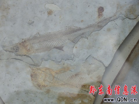 ȫ�������� ǭ�|����������Bֳ�c�������D��