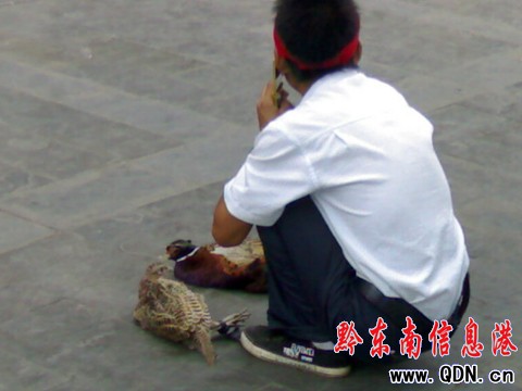 ���Ӯ����uɽ�u �ԷQ��Ұ�������D��