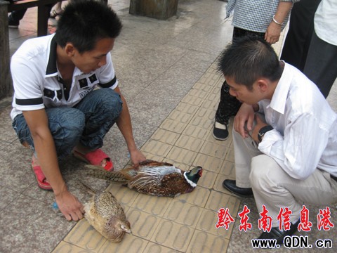 ���Ӯ����uɽ�u �ԷQ��Ұ�������D��