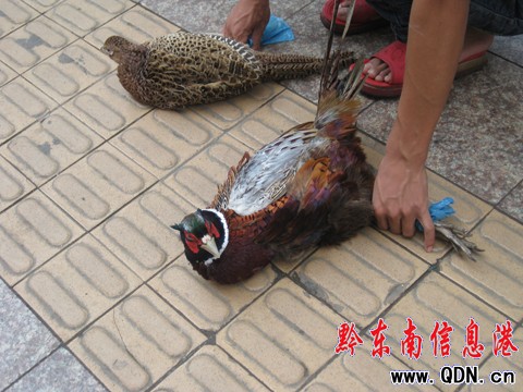 ���Ӯ����uɽ�u �ԷQ��Ұ�������D��