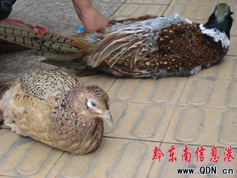 ���Ӯ����uɽ�u �ԷQ��Ұ�������D��