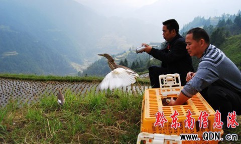 捕獵池鷺街上暗售 雷山公安解救放歸自然(圖)