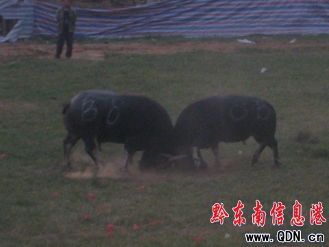 ӭ���cţ������ِ�_Ļ �~��