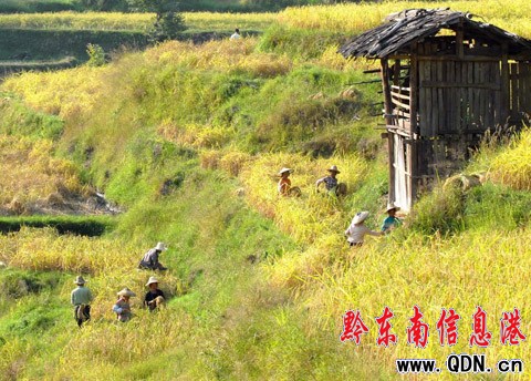 �Ľ�������ͬ��ժ��æ���D��