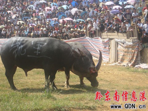 �����T��ѩVS�~�³ǡ� ��ţ�򵽔�ǽK�Q��(�D)