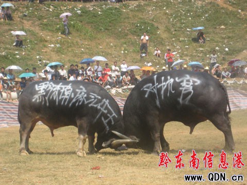 �����T��ѩVS�~�³ǡ� ��ţ�򵽔�ǽK�Q��(�D)