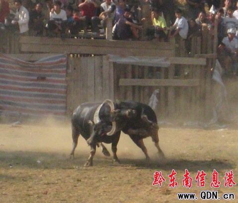 ����ţ������ِ�]Ļ  �P��ţ���Z�ذ������D��