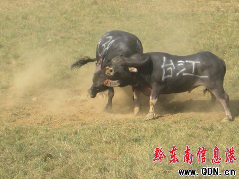 ����ţ������ِ�]Ļ  �P��ţ���Z�ذ������D��