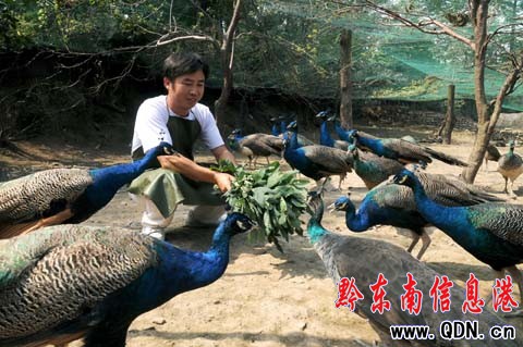 我州首家孔雀養(yǎng)殖戶讓孔雀落戶農(nóng)家院(圖)