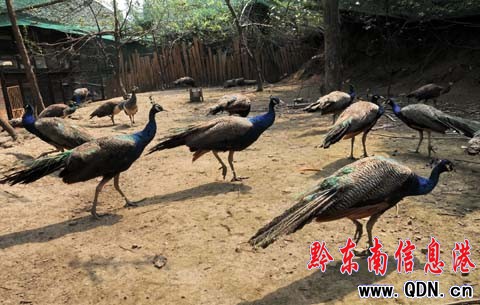 我州首家孔雀養(yǎng)殖戶讓孔雀落戶農(nóng)家院(圖)