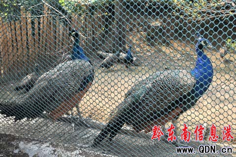 我州首家孔雀養(yǎng)殖戶讓孔雀落戶農(nóng)家院(圖)