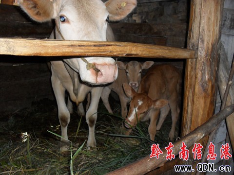 雷山一母牛產下“姐妹”雙胞胎(組圖)