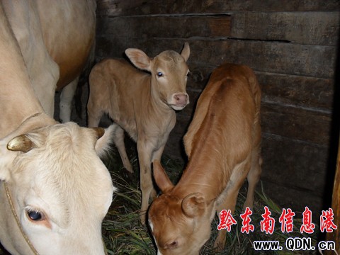 雷山一母牛產下“姐妹”雙胞胎(組圖)